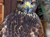 DSC01600 Kopie